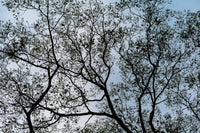Calming forest print with blue tones. Best art for home and office. *