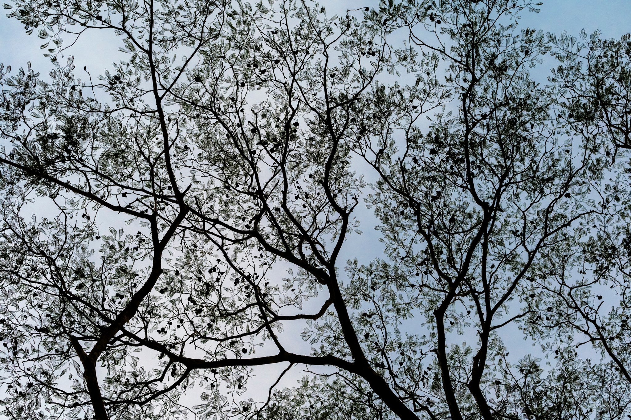 Calming forest print with blue tones. Best art for home and office.