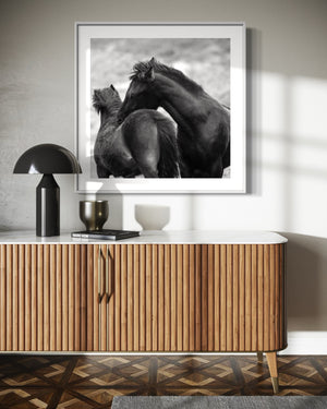 Black and white fine art photography. Horse photography and wall art.