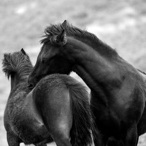 Black and white fine art horse photography