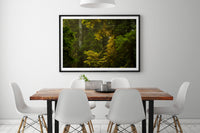 Gulf Islands, British Columbia - Fine art print of a Coastal temperate rainforest
