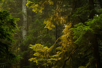 Gulf Islands Coastal Photography Print *
