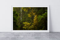 Quadra Isalnd, BC - Hangning wall art